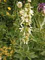 Stachys recta