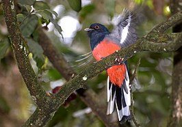 Surucuátrogon