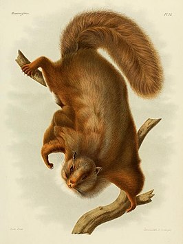 Trogopterus xanthipes