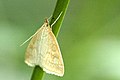 Udea lutealis