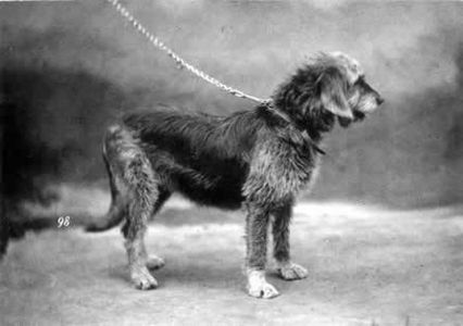 Otterhound, 1879