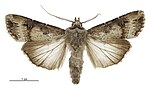 Agrotis ipsilon – Männchen