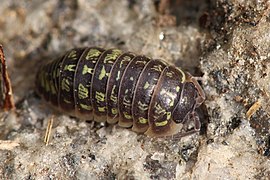 Armadillidium versicolor