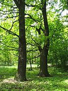 Hudewald mit 400-jährigen Eichen (Quercus spec.)