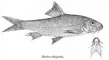 Barbus chagunio = Chagunius chagunio (Hamilton, 1822)