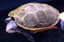 Malaclemys terrapin (Schoepf, 1876)