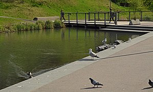 Fugleliv. Foto: Helge Høifødt