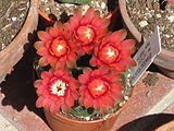 Çiçekte Gymnocalycium baldianum