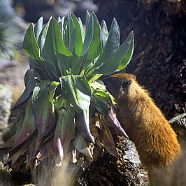 Senecio keniensis