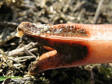 Close-up of fruit body tip, showing separation of the "arms"