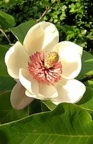 Η Magnolia × wieseneri.