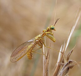 Mantispa asphavexelte