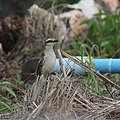 2) Camposspottdrossel (Mimus saturninus)? → Commons