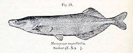 Mormyrops anguilloides