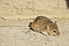 A house mouse sniffing the ground.