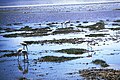 Fenicotteri a Ngorongoro