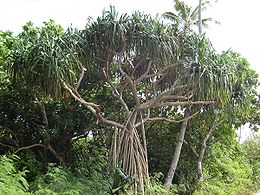 Pandanus tectorius