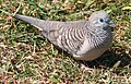 Peaceful dove (Geopelia striata)