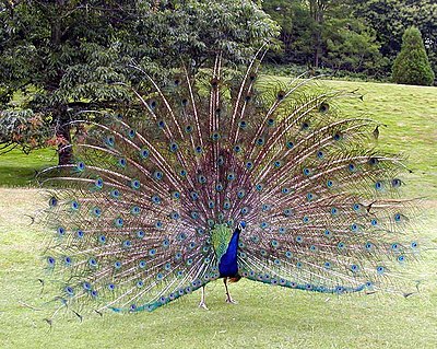 Indian Peacock