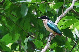 Ornaatpitta