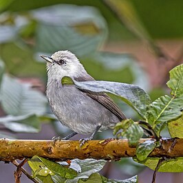 Zilverbrilvogel