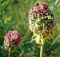 Kleiner Wiesenknopf