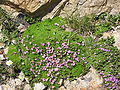 Silene acaulis