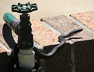 A black racer examines a green hose.