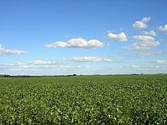 Soy field in Argentina's fertile Pampas.