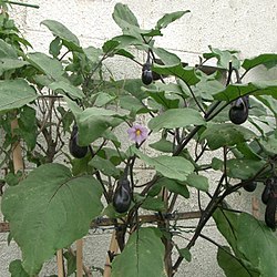 Μελιτζάνα Solanum melongena ποικιλία Aubergine
