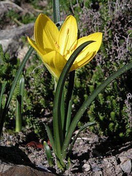 Őszi vetővirág (Sternbergia lutea)