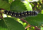 Trichiura crataegi – Raupe