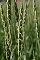 Dinkel (Triticum aestivum subsp. spelta)