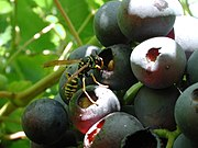 Lochfraß von einer Wespe an Beeren. Besonders früh reifende Sorten sind betroffen