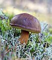 en:Boletus badius