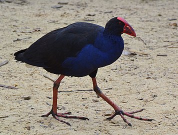 Swamp hen at the lagoon