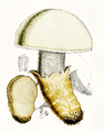 Bres.: Amanita ovoidea