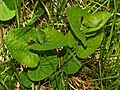 Plants of Aristolochia rotunda