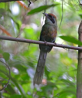 Roodkopmotmot