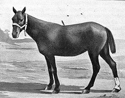 Zeichnung eines Basuto-Ponys