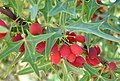 Berberis trifoliolata