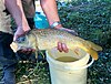 A common carp being held by a person. It has been freshly caught and is still alive. It is grey and yellow in colour.