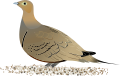 Chestnut-bellied Sandgrouse