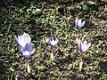 Crocus cancellatus clump