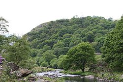 A view up the hillock, covered with vegetation. See lead paragraph.