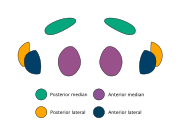 The eye arrangement of spiders in the genus Epeirotypus