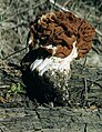 Gyromitra caroliniana