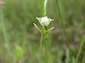 Habenaria sagittifera