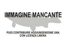 Immagine di Rhoadsiinae mancante