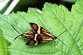 Wąsateczki zawilczaneczki (Nemophora degeerella), kopulująca para